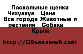 Пасхальные щенки Чихуахуа › Цена ­ 400 - Все города Животные и растения » Собаки   . Крым